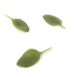 Spenót Eland F1 (51-528) RZ - 100.000 szem