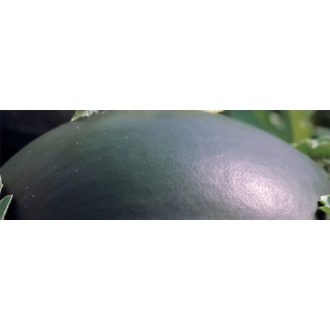 Görögdinnye Bahama F1 Syngenta - 1000 szem