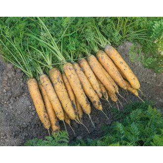 Sárgarépa Mello Yello F1 (1.8-2.0mm) Bejo - 25.000 szem