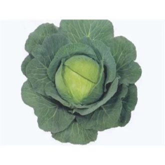 Fejeskáposzta Atlas F1 Sakata - 2500 szem
