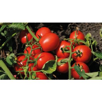   Paradicsom N 6438 F1 (Nun 254) Precíziós Mag Ipari Nunhems - 25.000 szem
