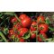 Paradicsom N 6438 F1 (Nun 254) Precíziós Mag Ipari Nunhems - 25.000 szem