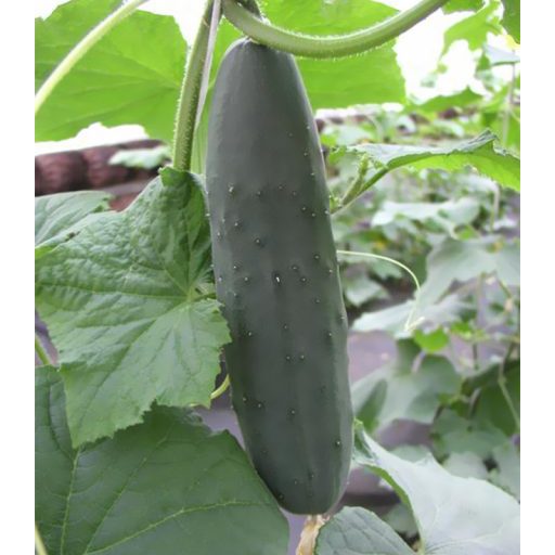 Uborka Lili F1 Semo - 500 szem