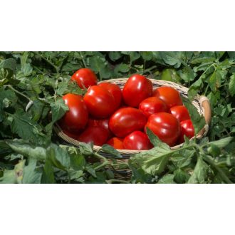   Paradicsom N 0283 F1 Precíziós Mag Ipari Nunhems - 25.000 szem