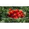 Paradicsom N 0283 F1 Precíziós Mag Ipari Nunhems - 25.000 szem