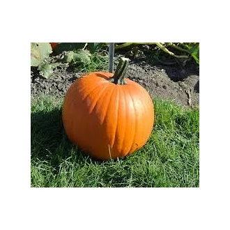   Sütőtök Magician F1 Hakkoween (Halloween Tök) ZFW - 250 Szem