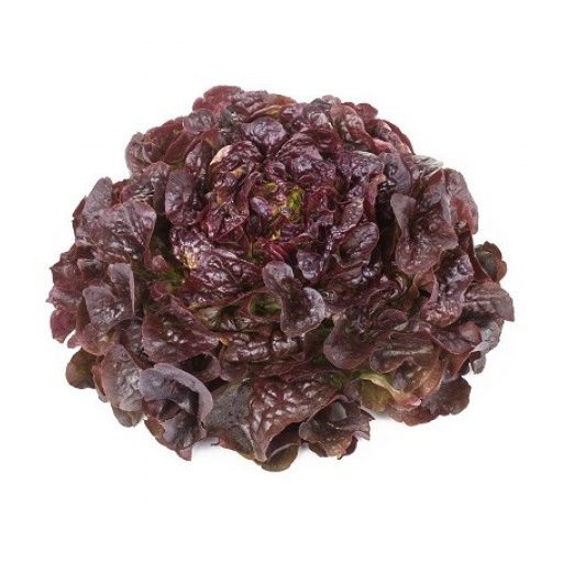 Saláta Macai (83-72) RZ Tölgylevelű - 1000 szem