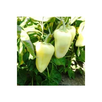 Paprika Etele F1 Duna - 1.000 szem