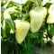 Paprika Etele F1 Duna - 1.000 szem
