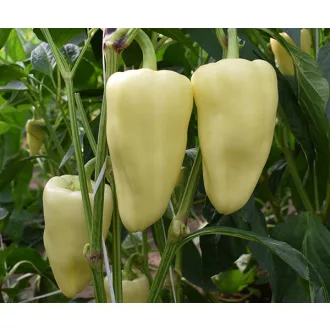 Paprika Fjord F1 Duna - 1000 szem