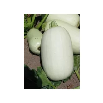 Spárgatök Alba ZKI - 500 szem