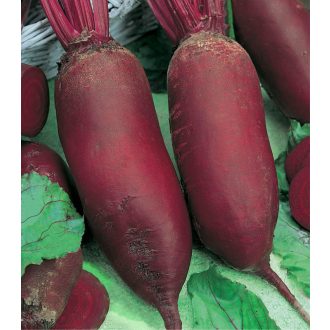 Cékla Renova Semo - 500g