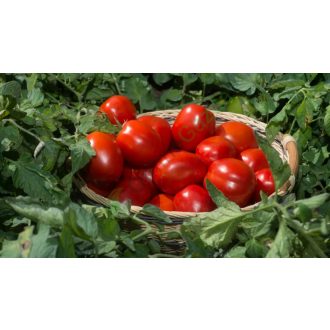   Paradicsom N 0296 F1 Precíziós Mag Ipari Nunhems - 25.000 szem