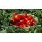 Paradicsom N 0296 F1 Precíziós Mag Ipari Nunhems - 25.000 szem