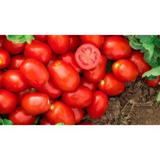 Paradicsom Burdalo F1 Precíziós Mag Ipari - 25.000 szem