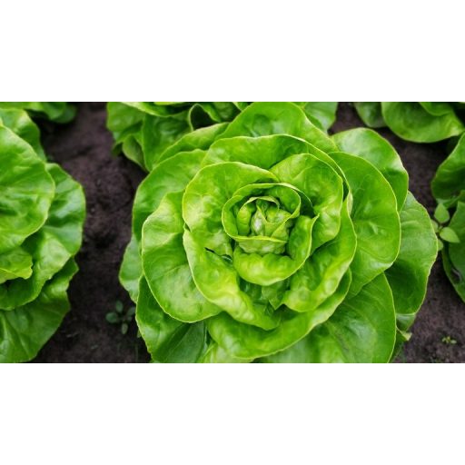 Saláta Clorinda Pillírozott Mag Nunhems - 5000 szem