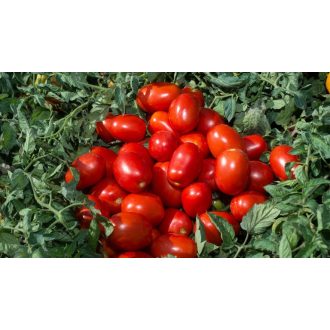  Paradicsom N 0507 F1 Precíziós Mag Ipari Nunhems - 25.000 szem