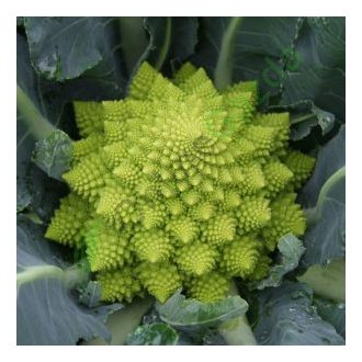   Karfiol Veronica F1 (Romanesco) Precíziós Mag Bejo - 2500 szem