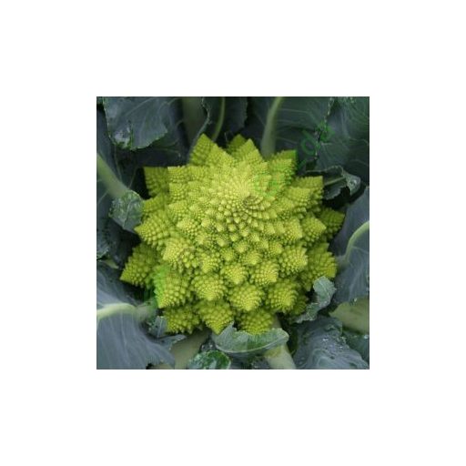 Karfiol Veronica F1 (Romanesco) Precíziós Mag Bejo - 2500 szem