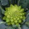 Karfiol Veronica F1 (Romanesco) Precíziós Mag Bejo - 2500 szem