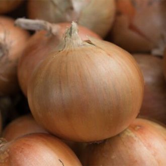 Vöröshagyma Baruso F1 Syngenta - 250.000 szem