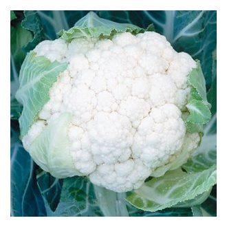 Karfiol Korlanu F1 Syngenta - 2500 Szem