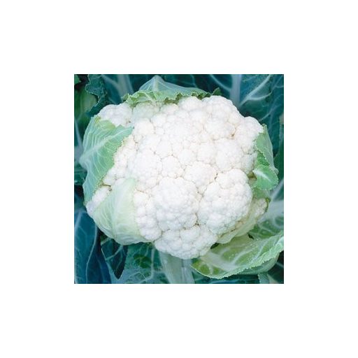 Karfiol Korlanu F1 Syngenta - 2500 Szem