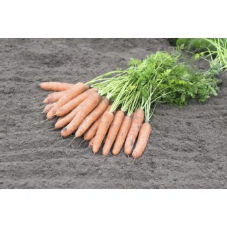 Sárgarépa Samson Bejo - 50g
