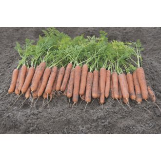 Sárgarépa Mokum F1 (1,8-2mm) Bejo - 25.000 szem