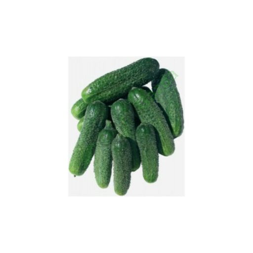 Uborka Szatmár F1 ZKI - 500 Szem