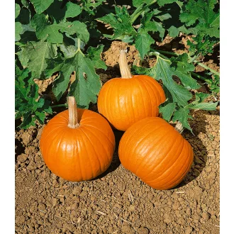 Sütőtök Yellowgirls F1 (Halloween Tök) Semo - 50g