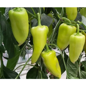 Paprika Gilda F1 Duna - 250 szem
