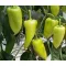 Paprika Gilda F1 Duna - 250 szem