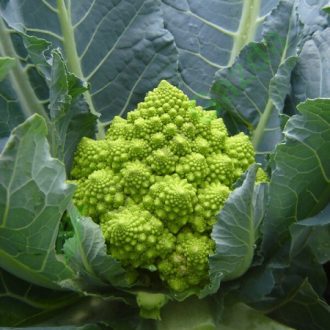   Karfiol Puntoverde F1 (26-858) Precíziós Mag RZ - 1000 szem