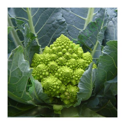 Karfiol Puntoverde F1 (26-858) Precíziós Mag RZ - 1000 szem