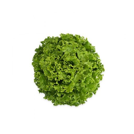 Saláta Histrion (81-175) Rz Batávia - 1000 szem