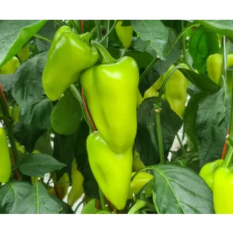 Paprika Prut F1 Duna - 250 szem
