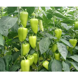 Paprika Twin F1 Duna - 250 szem