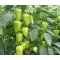 Paprika Twin F1 Duna - 250 szem