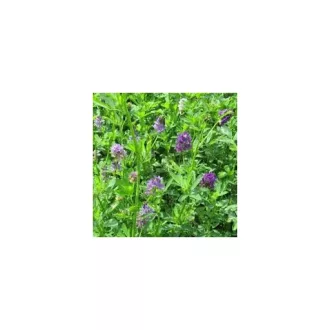 Lucerna Gea plus Mix - 25 kg