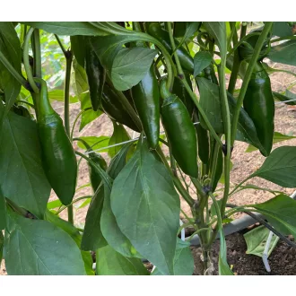 Paprika Jerarca F1 Jalapeno ZFW - 500 szem