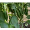 Paprika Jerarca F1 Jalapeno ZFW - 500 szem