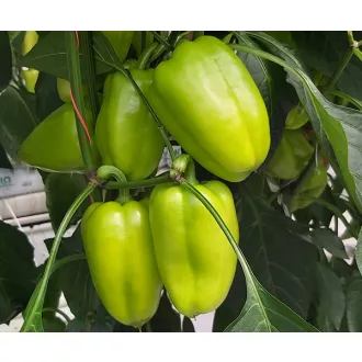 Paprika Ines F1 Duna - 250 szem