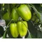Paprika Ines F1 Duna - 250 szem