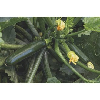 Cukkini Lugano F1 Bejo - 250 szem