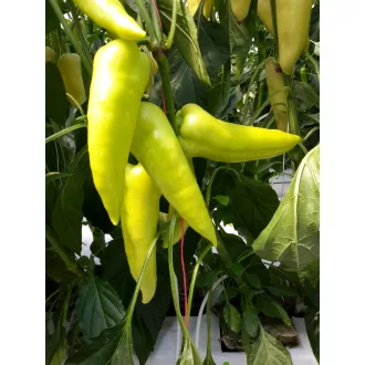 Paprika Campona F1 Duna - 1000 szem