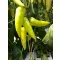 Paprika Campona F1 Duna - 1000 szem
