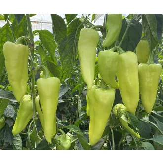 Paprika Timur F1 Duna - 250 szem