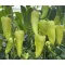 Paprika Timur F1 Duna - 250 szem