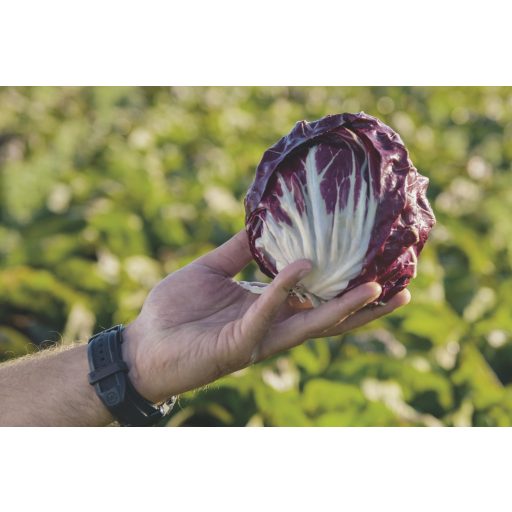 Saláta Cikória Leonardo Pill. Bejo - 10.000 szem